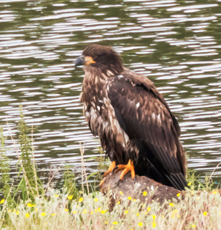 Bald Eagle Haliaeetus leucocephalus