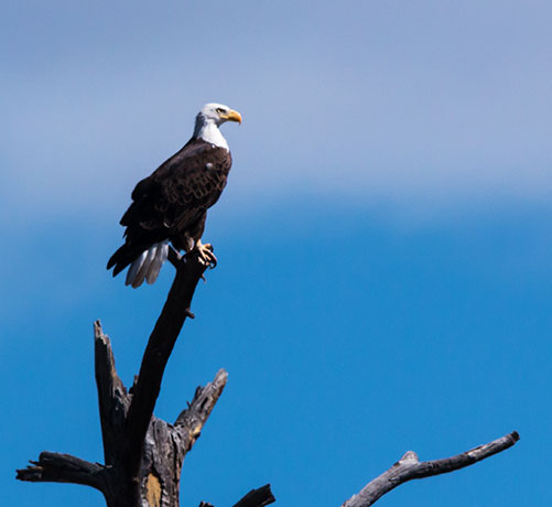Bald Eagle Haliaeetus leucocephalus