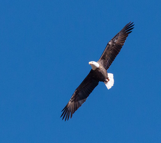 Bald Eagle Haliaeetus leucocephalus
