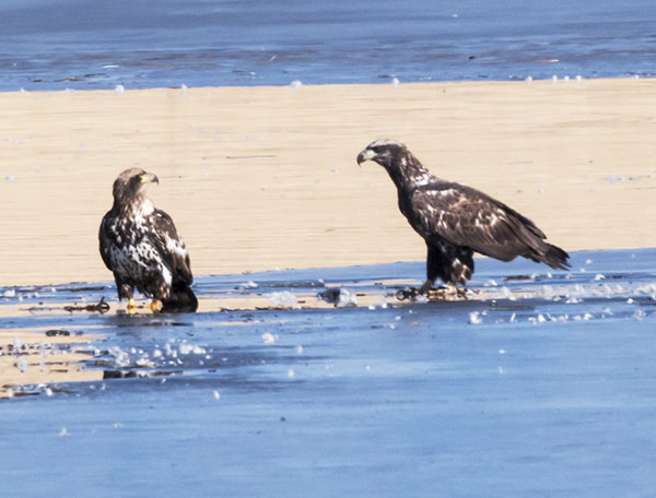 Bald Eagle Haliaeetus leucocephalus