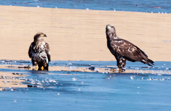 Bald Eagle Haliaeetus leucocephalus