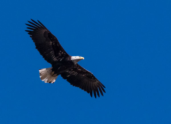 Bald Eagle Haliaeetus leucocephalus
