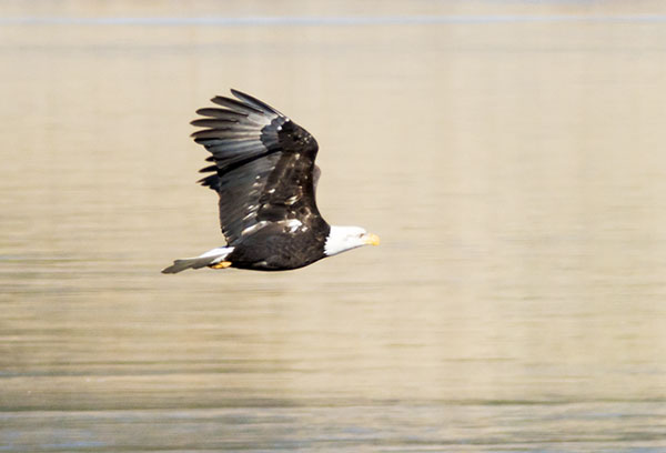 Bald Eagle Haliaeetus leucocephalus