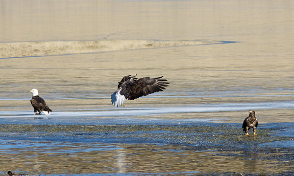 Bald Eagle Haliaeetus leucocephalus