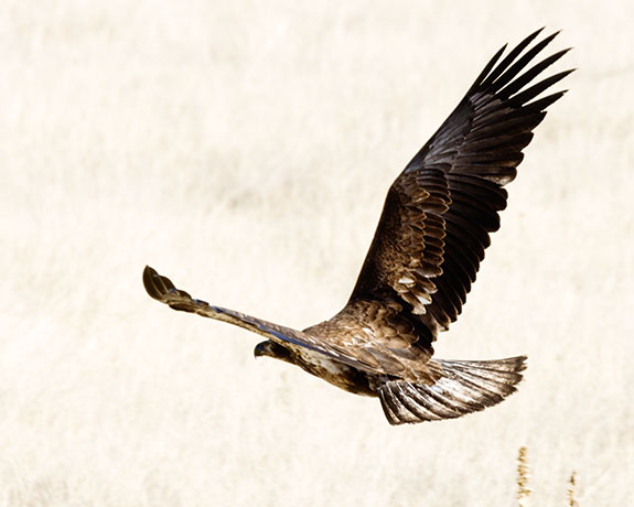 Bald Eagle Haliaeetus leucocephalus