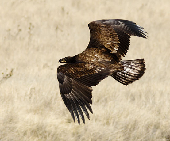 Bald Eagle Haliaeetus leucocephalus