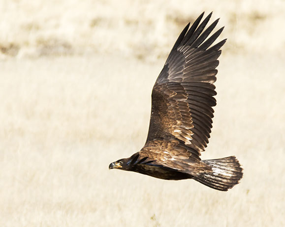 Bald Eagle Haliaeetus leucocephalus