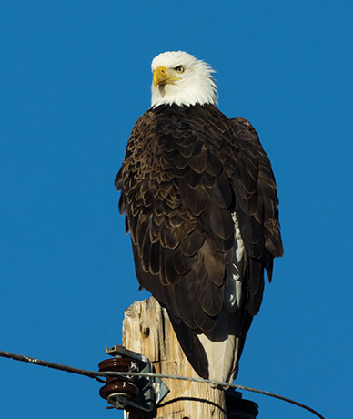 Bald Eagle Haliaeetus leucocephalus