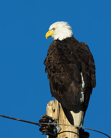 Bald Eagle Haliaeetus leucocephalus