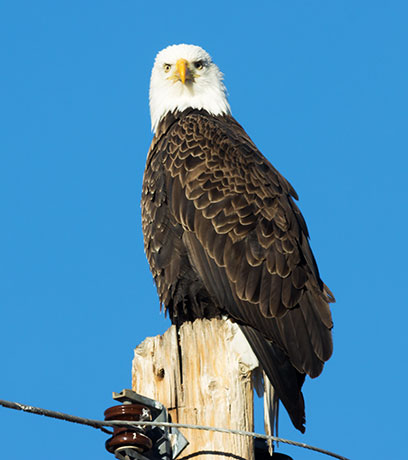 Bald Eagle Haliaeetus leucocephalus