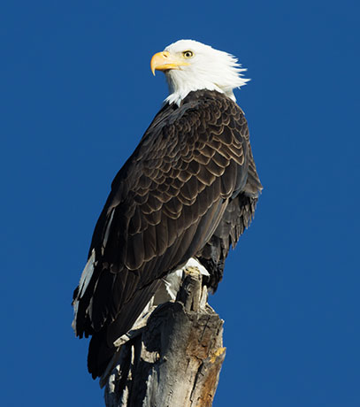 Bald Eagle Haliaeetus leucocephalus