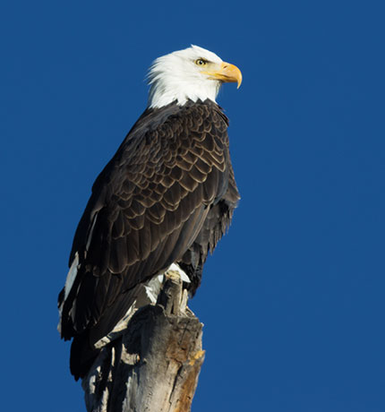 Bald Eagle Haliaeetus leucocephalus