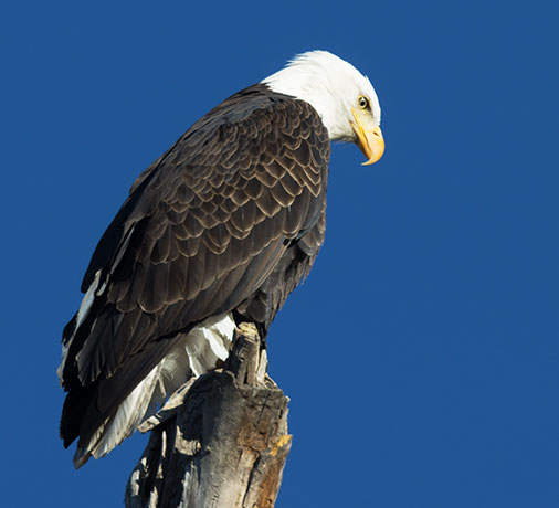 Bald Eagle Haliaeetus leucocephalus