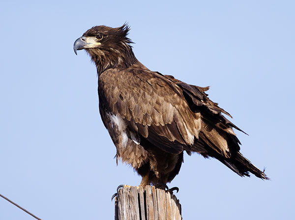 Bald Eagle Haliaeetus leucocephalus