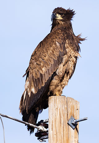 Bald Eagle Haliaeetus leucocephalus
