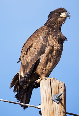 Bald Eagle Haliaeetus leucocephalus