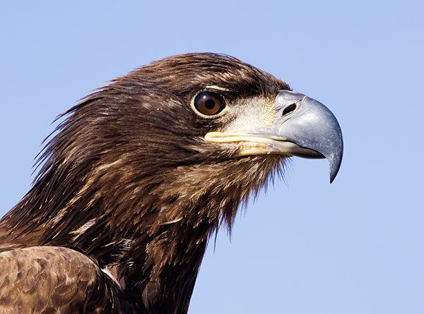 Bald Eagle Haliaeetus leucocephalus