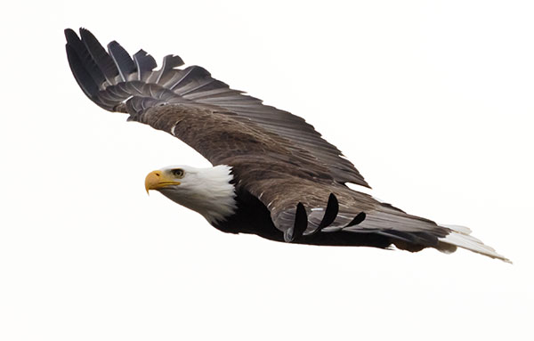 Bald Eagle Haliaeetus leucocephalus