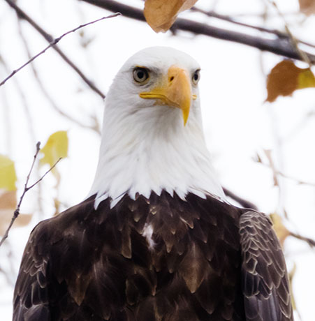 Bald Eagle Haliaeetus leucocephalus