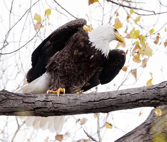 Bald Eagle Haliaeetus leucocephalus