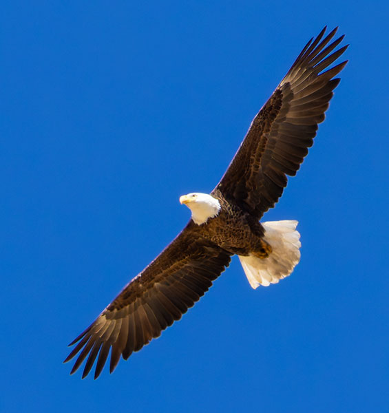 Bald Eagle Haliaeetus leucocephalus