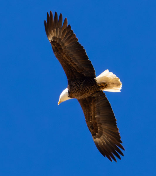 Bald Eagle Haliaeetus leucocephalus