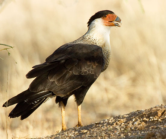 Crested Caracara Caracara cheriway 