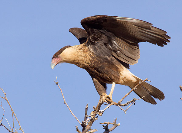 Crested Caracara Caracara cheriway 