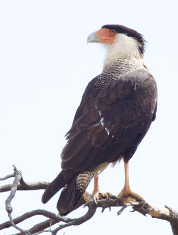 Crested Caracara Caracara cheriway 