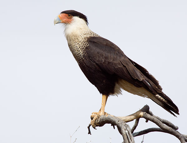 Crested Caracara Caracara cheriway 