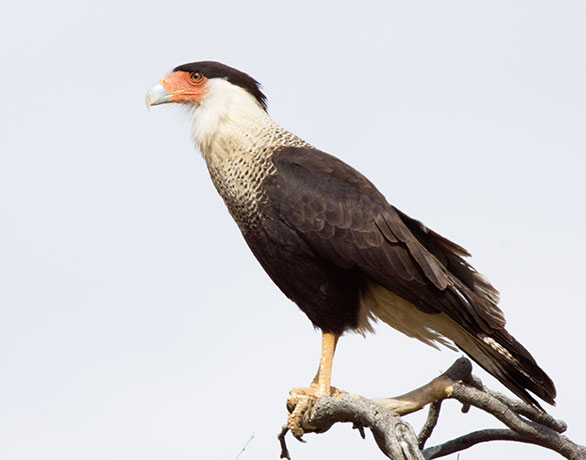 Crested Caracara Caracara cheriway 