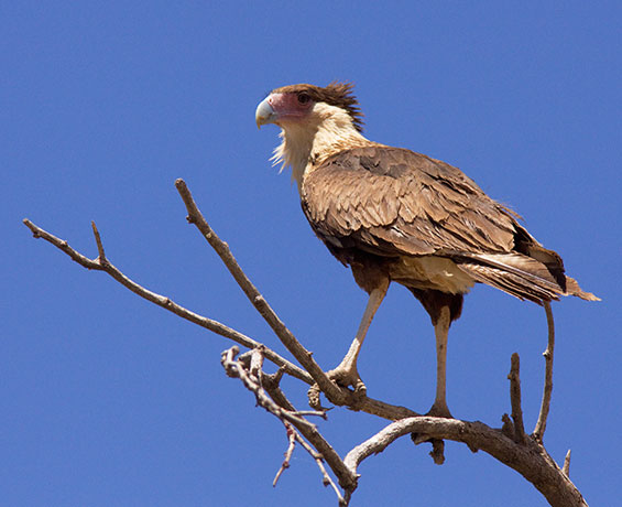 Crested Caracara Caracara cheriway 
