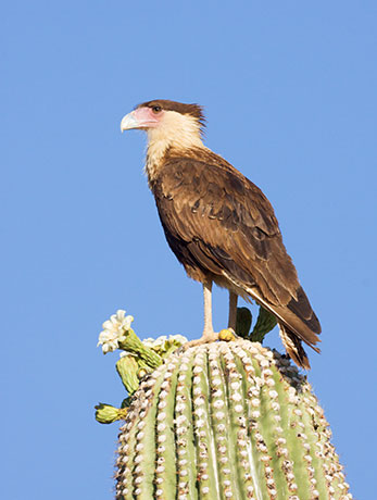 Crested Caracara Caracara cheriway 