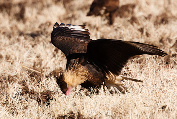 Crested Caracara Caracara cheriway 