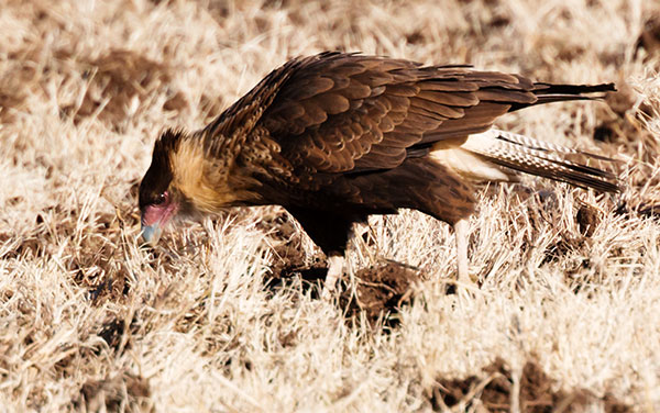 Crested Caracara Caracara cheriway 
