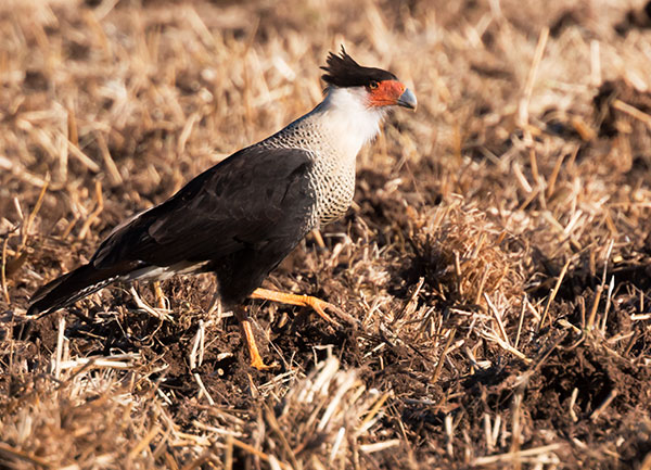 Crested Caracara Caracara cheriway 
