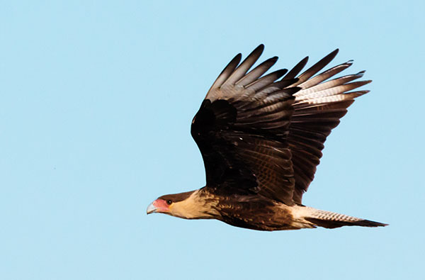 Crested Caracara Caracara cheriway 