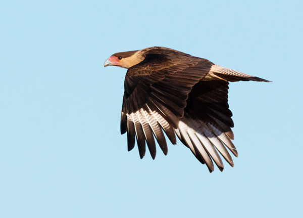 Crested Caracara Caracara cheriway 