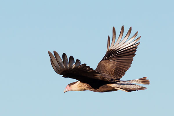 Crested Caracara Caracara cheriway 