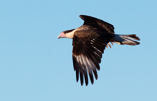 Crested Caracara Caracara cheriway 
