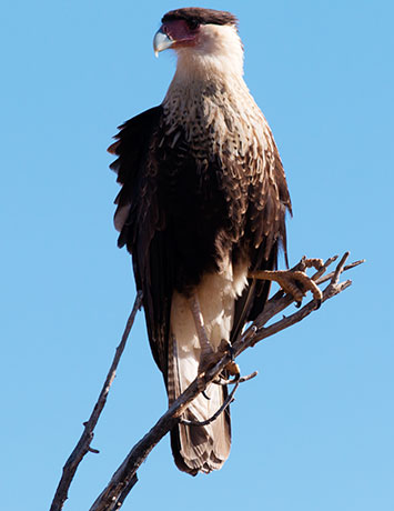 Crested Caracara Caracara cheriway 
