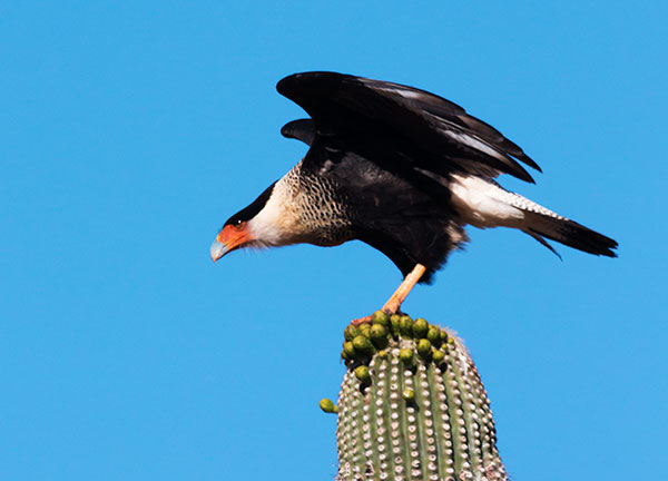 Crested Caracara Caracara cheriway 