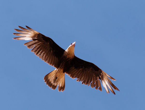 Crested Caracara Caracara cheriway 