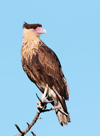 Crested Caracara Caracara cheriway 