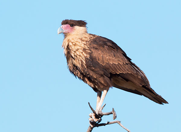 Crested Caracara Caracara cheriway 