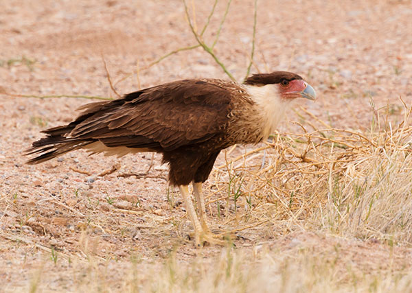 Crested Caracara Caracara cheriway 