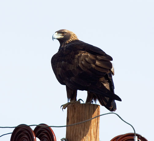 Golden Eagle Aquila chrysaetos 