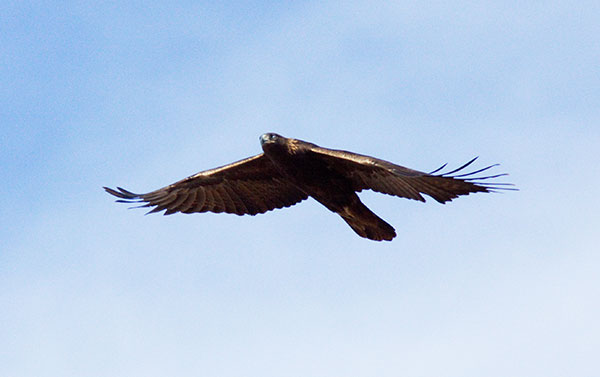 Golden Eagle Aquila chrysaetos 