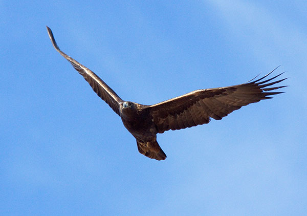 Golden Eagle Aquila chrysaetos 