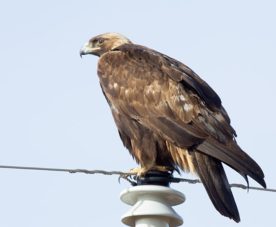Golden Eagle Aquila chrysaetos 